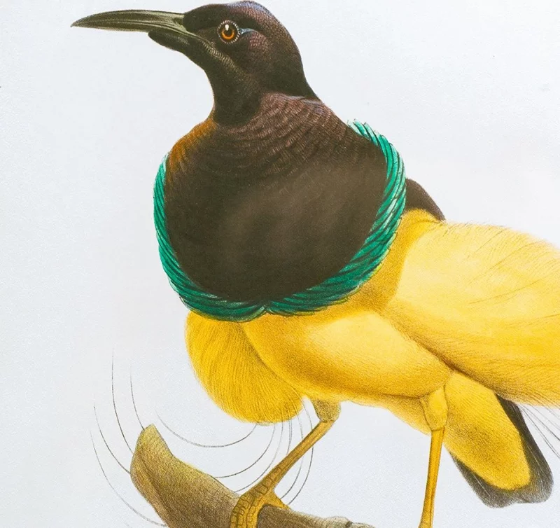 Комплект из двух постеров в раме Bird 50X70 / 50X70 CM HomeAdore — изображение 5